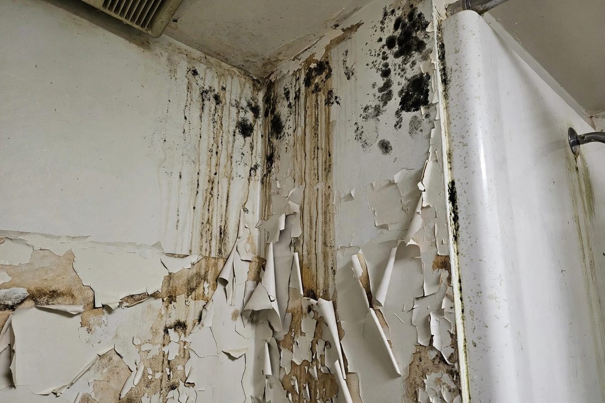Mold Remediation before Naples FL illustrative example